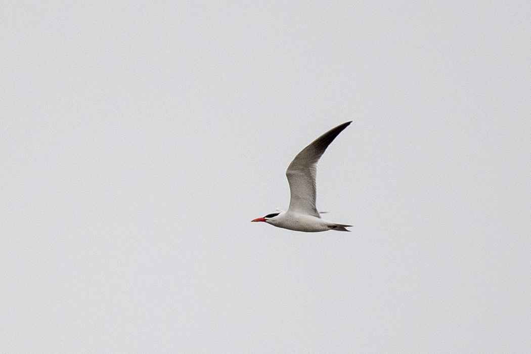Common Tern